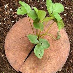 Tapete de árbol para productos agrícolas - Product Image 6