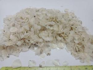 เครื่องชั่งปลาแห้งคุณภาพสูง/เกล็ดปลาจากเวียดนาม (00 84 845 639 639)