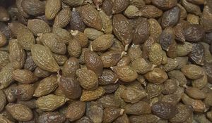 Semillas de Orangután, Nuez de Malva / Pang Da Hai / Sterculia Lychnophora para Consumo Alimentario y Bebida. WA: +84327746158 - Product Image 5