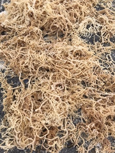 100% Pur séchée Bio Seamoss/Irlandais seamoss - Wildcrafted seamoss/mousse d'irlande-doré Séché seamoss - Product Image 2