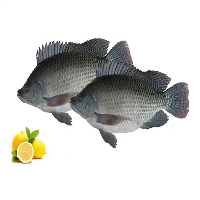 Fournitures de poissons tiapia d'eau douce, fournitures de poissons