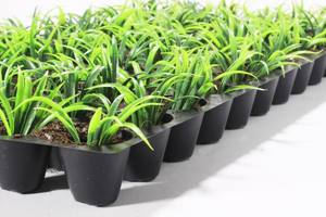 Taiwan 128-Cellule Recyclable PS Plateau De Semences En Plastique Pépinière Industrielle Boîte De Jardin Pratique Gaufrage Conception Fait Recyclé - Product Image 3