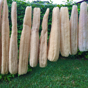 Malla de esponja Natural, respetuoso con el medio ambiente, de Vietnam/ámbar + 84383004939 - Product Image 1