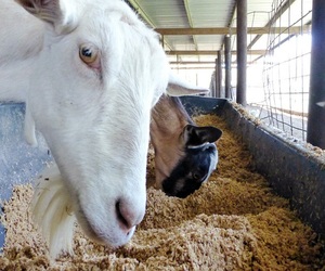 AGRICOLE ALIMENTATION ANIMALE PKE MIEUX PROTÉINES QUE le SON DE BLÉ 18-24% GÂTEAU de NOYAU de palmier de VACHE, CHÈVRE, MOUTON Russell Northland NOUVELLE-ZÉLANDE