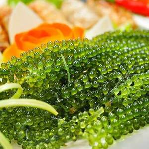 100% Uvas marinas naturales-Laver Natural Green-Mejor precio para venta minorista de Vietnam // Sra. Beatrix - Product Image 3