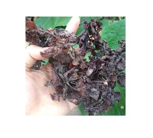 ส่งออกสาหร่ายทะเลแห้งเวียดนาม ซาร์กาสซัม สปินูลิเกรียม/ ซาร์กาสซัม // คุณไกตี้ +84795877933 - Product Image 5