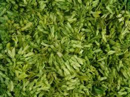 Telosma Cordata สำหรับชา - Product Image 5