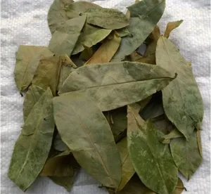 HOT PRODCUT: 100% PURE DRIED SOURSOP LEAF/DRIED SOURSOP LEAVES FROM VIETNAM +84971482716