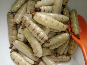 PRODUCTO DE VIETNAM TERMITE QUEEN - Product Image 2