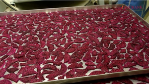 ผลไม้มังกรอบแห้งแช่แข็งผลไม้สีขาวและสีแดง/แห้ง - Product Image 3