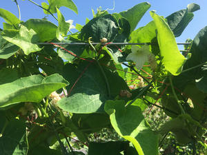 Annona-glabra seca de Vietnam, glabra Natural - Product Image 4