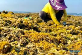 Sargassum-fabricante grande de algas marinas, alta calidad, 2021 nuevo, 84795877933 - Product Image 6