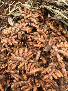 Cúrcuma, Cúrcuma Fresca, Dedo de Cúrcuma Seca. Hierbas y Especias Individuales: Jengibre y Cúrcuma - Product Image 4