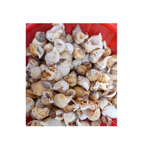 Conchas de CROWIE KAUDI, color amarillo NATURAL - Product Image 6