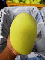 Verse KENT-variëteit groene mango, kwaliteit A, 10 kg, uit Dong Thap, Vietnam - Contact 0084 989 322 607 - 90 dagen houdbaarheid