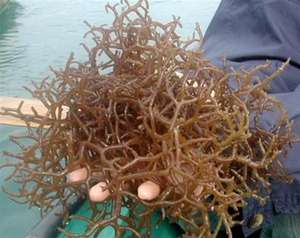 MEJOR VENDEDOR ALGAS NATURALES DE ALTA CALIDAD - Product Image 5