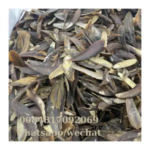 Wholesale of dried seafood snails shells operculum seafood shellfish / Millennium Murex High Operculum Seashells