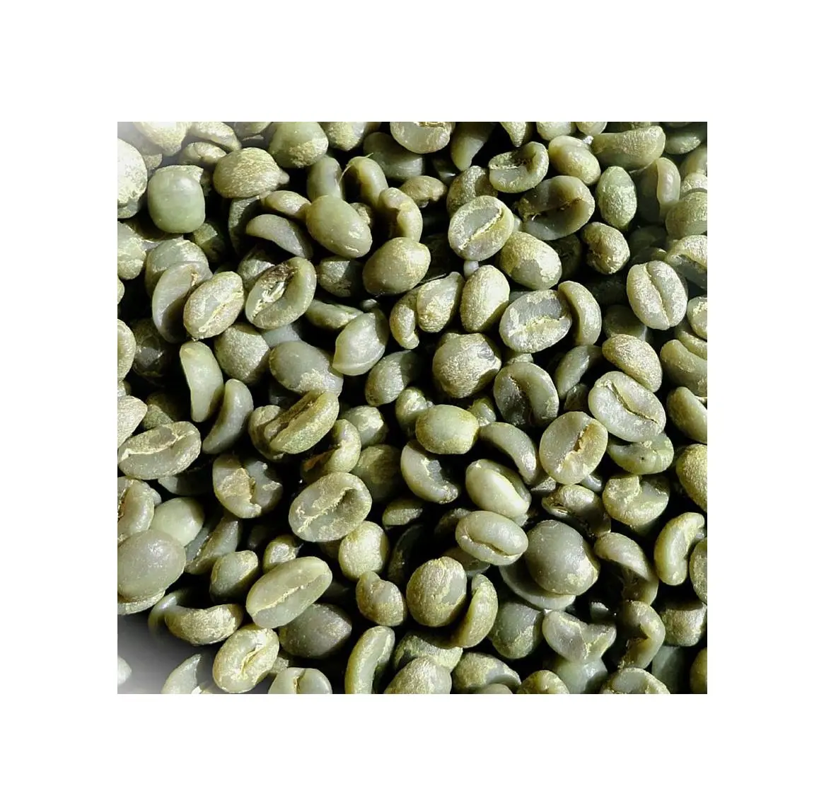 GREEN COFFEE ARABICA BEANS UNROASTED COFFEE BEANS (PITA + 8 797987481)