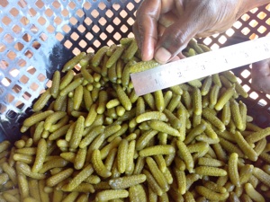 Concombres fermentés dans des fûts de légumes conservés - Product Image 4