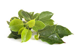 Les fabricants achètent en gros des diffuseurs d'aromathérapie, de l'huile essentielle de camphre biologique, naturelle, 100% pure et de qualité supérieure. - Product Image 2