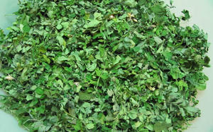 Feuille de Moringa couleur de Moringa oliera, bon marché - Product Image 5