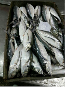 Maquereau entier congelé / Poisson du Vietnam Prix bas - Whatsap 0084 989 322 607 - Product Image 5