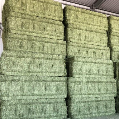 Alfalfa Hay Premium Animal Feed for Oman Horses
