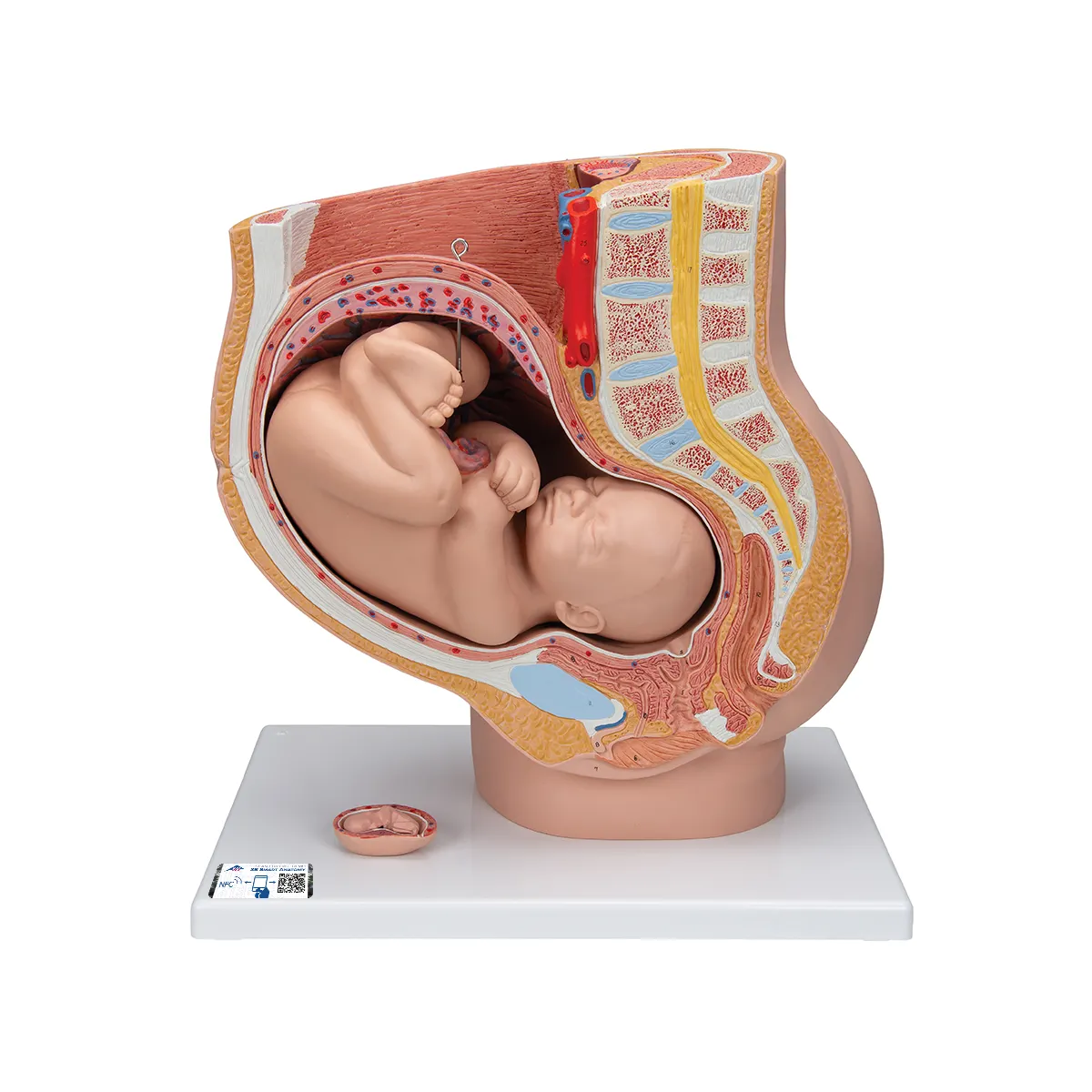 女性妊娠赤ちゃんFoetus/Pelvis解剖学モデルカスタマイズされたサイズが利用可能ラジカル