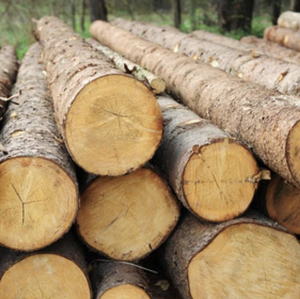 Purchase Durable Pine Wood Price Per Cubic Inspiring Collections Alibaba Com