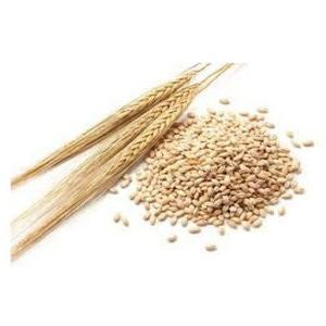 Cebada de Calidad para Alimentación Animal y Consumo Humano en Venta - Product Image 5