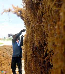 [Offre Spéciale] sargassum muticum séché de haute qualité/algues séchées Vietnam/Mme Kate - Product Image 4