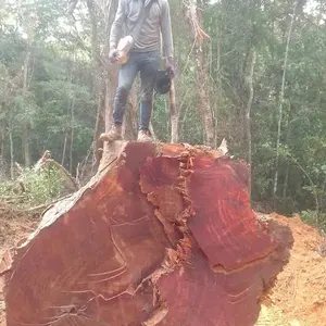 Alle Soorten Hout Hout, Logs Zoals Asfracker, Ovenkhole,Ekop Beli, Ekop Nagazingana, Kosso, cotali, Ilumba,Moabi,Teak,Okoume,Mukulug