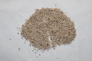 Hạt Mè Trắng 2021 - Product Image 2