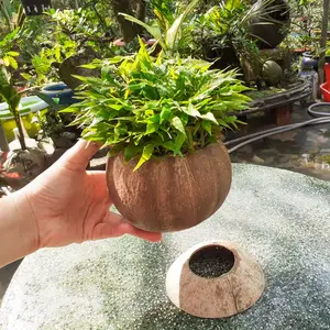 Bloempot En Plantenbak Kokosnoot Opknoping Potten Voor Planten Kokosnoot Kom Micro-Groen Zaad Lade Succulent Spruit