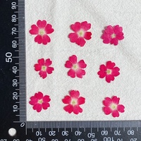 Fleurs séchées en gros pour nail art : Verbena Hybrida Voss naturelle pressée pour la résine et la décoration de coques de téléphone portable