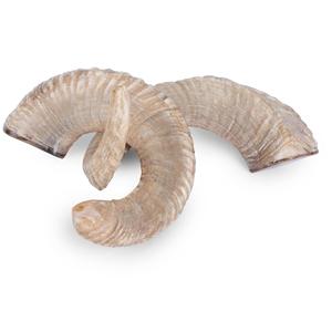 Corne de mouton de meilleure qualité, prix bon marché, décoration de la maison et corne de mouton, taille personnalisée, utilisation à la maison et au bureau - Product Image 1