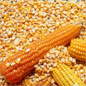 Alimentación ANIMAL/maíz amarillo seco/Maíz de semilla entero seca