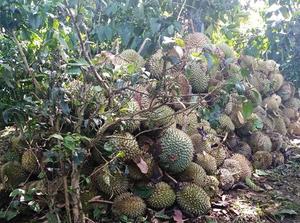 DURIAN DULCE CONGELADO PREMIUM DE VIETNAM | FRUTA TROPICAL NATURAL PARA EXPORTACIÓN Y SUMINISTRO OEM POR VIET DELTA | MS. LILY - Product Image 5