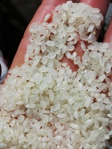 Riz Blanc Doux à Grains Moyens VILACONIC du Vietnam de Haute Qualité, Séché, 5% de Brisure, 14% d'Humidité, en Promotion - Product Image 2