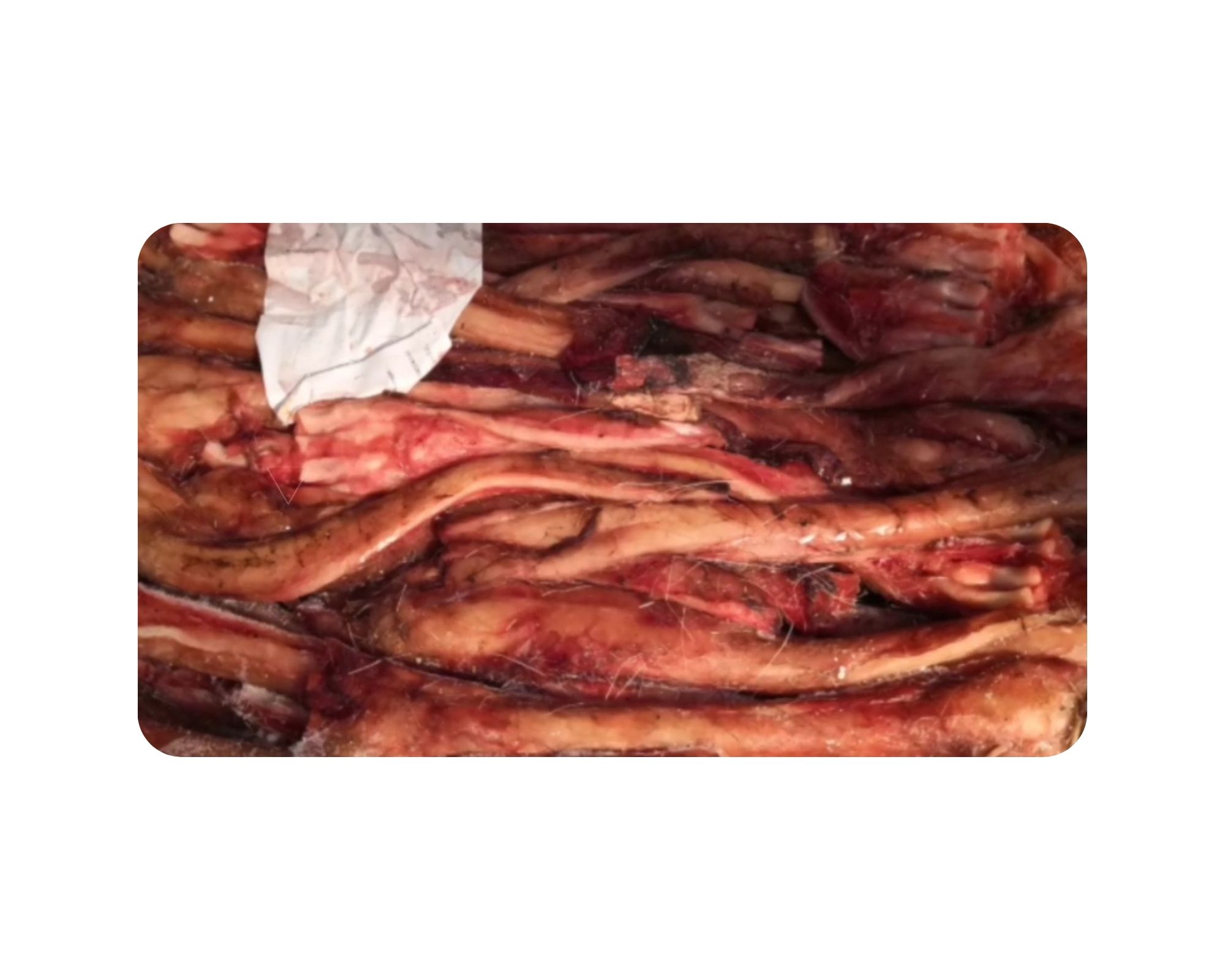 Sinews Or Veins Of Antler Deer