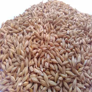 High quality Argentine Barley cheap price