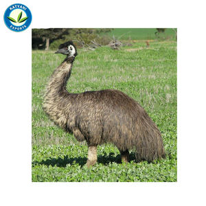 ขายส่งน้ํามันอีมูจํานวนมาก: ผู้ผลิตน้ํามันธรรมชาติออร์แกนิกบริสุทธิ์ 100% จากอินเดียสําหรับผลิตภัณฑ์ดูแลผิว, ผลิตภัณฑ์ดูแลเส้นผมและผลิตภัณฑ์ดูแลร่างกาย - Product Image 2