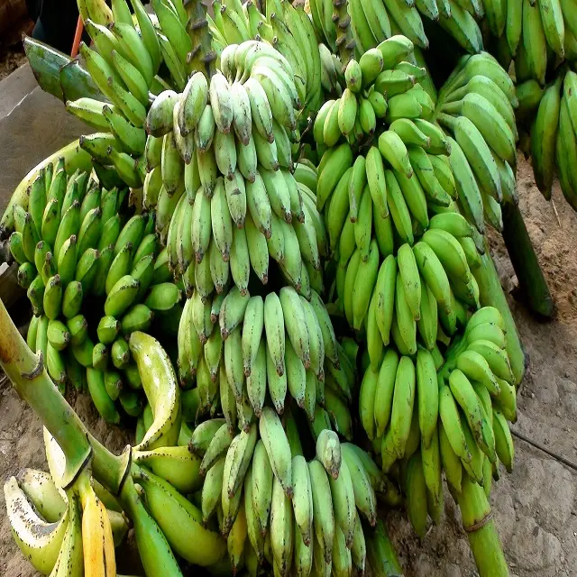 Groene Verse Cavendish Banaan Goedkope Prijs Voor Export