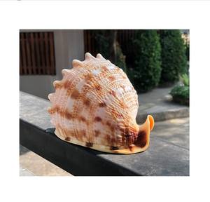 Lot de 100 coquillages polis blancs, pierres naturelles artisanales, bon prix, du Vietnam - Product Image 6