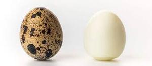 ไข่นกกระทากระป๋องเวียดนามราคาดีที่สุด - Product Image 6