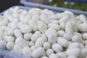 Natural <b>Silkworm</b> Cocoon/ Viet Nam <b>Silkworm</b> Cocoon - Product Image 6