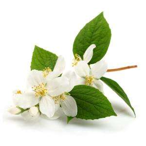 Proveedor y Fabricante de Aceite Esencial de Neroli Puro 30ml Origen Francia Destilado al Vapor para Perfumes y Cuidado de la Piel Etiquetado Privado - Product Image 5