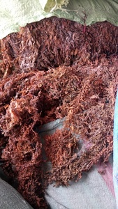 [Offre Spéciale] sargassum muticum séché de haute qualité/algues séchées Vietnam/Mme Kate - Product Image 3