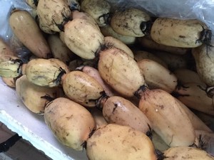 รากบัวสดจากเวียดนาม - Product Image 5