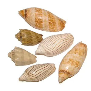 वियतनाम से सजावट के लिए प्राकृतिक समुद्र के गोले प्राकृतिक seashells